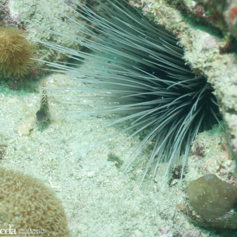 Longspine Sea Urchin