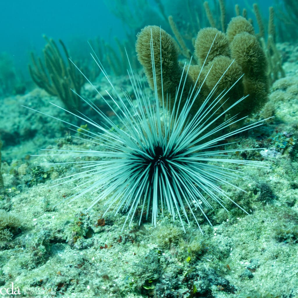 Long spine sea urchin