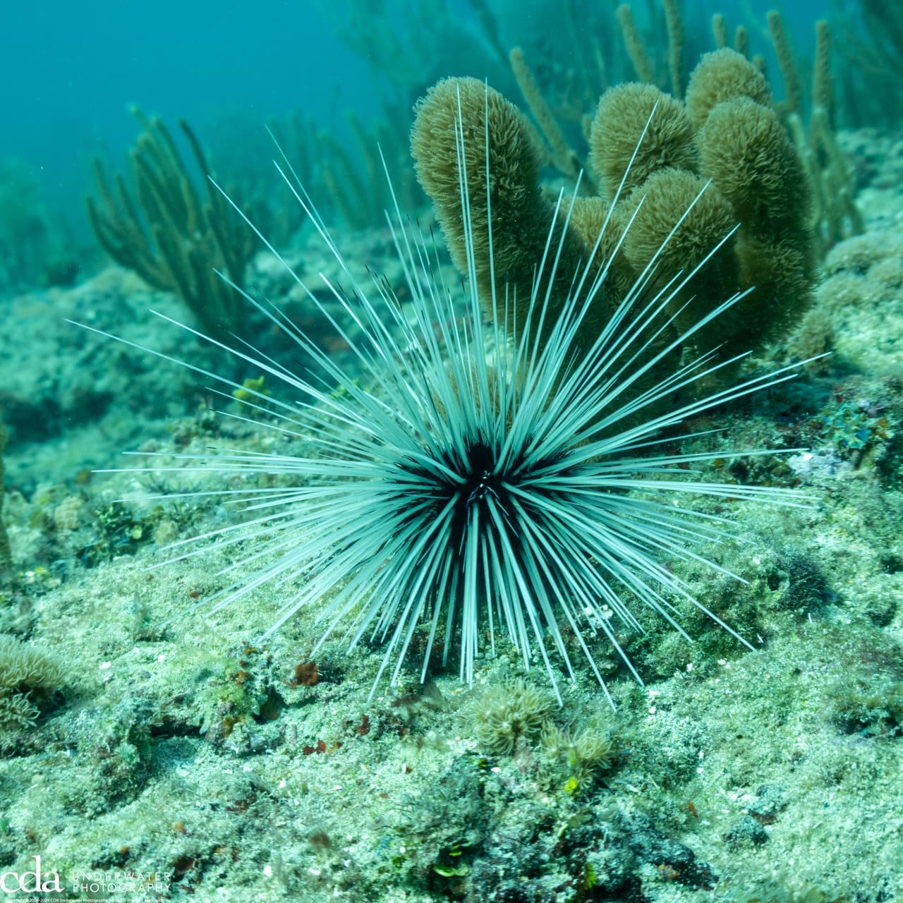Long spine sea urchin