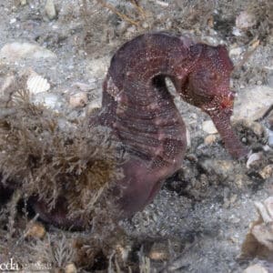 Weekday Blue Heron Bridge Dive