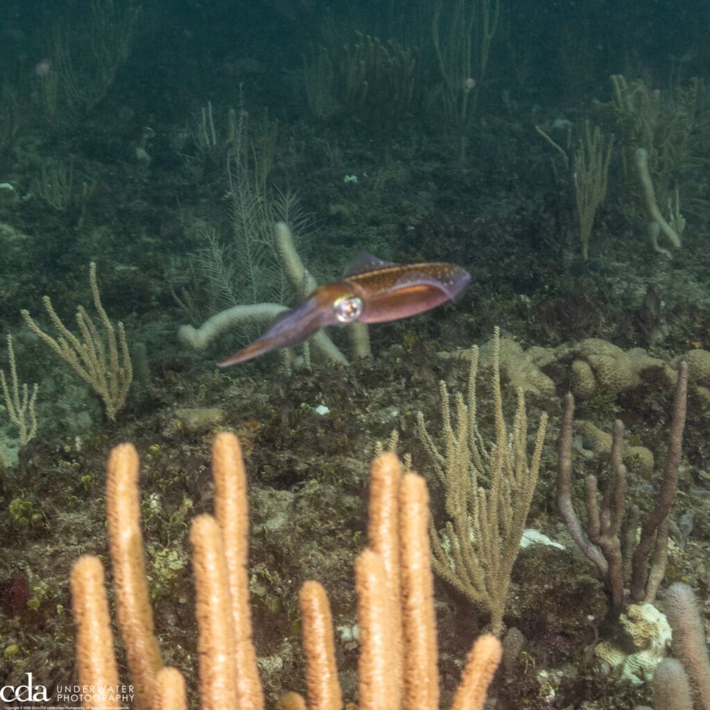 Reef Squid