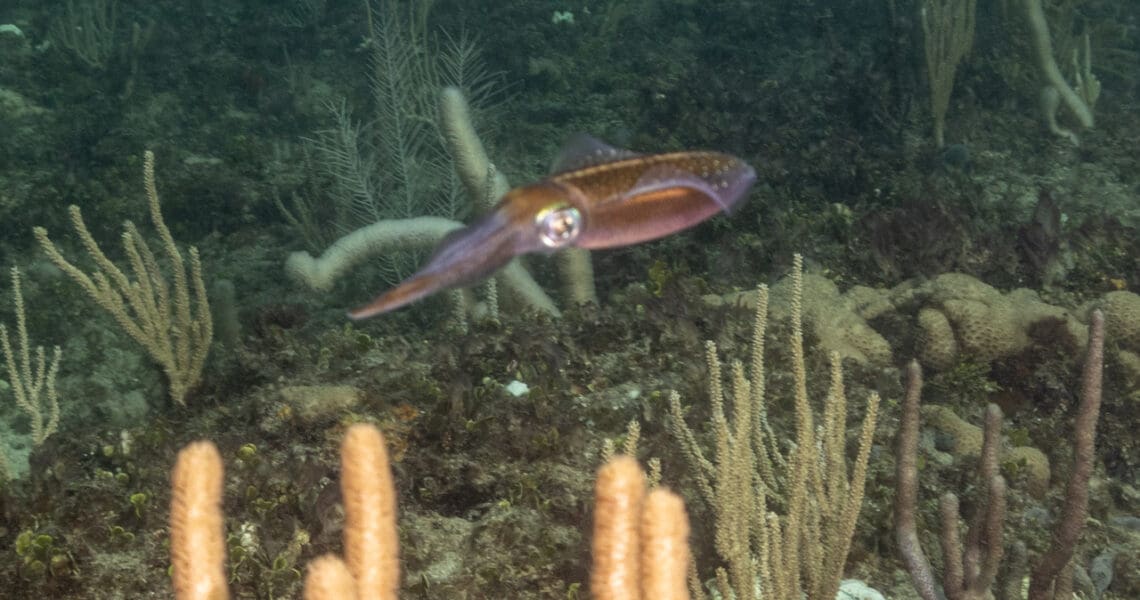 Reef Squid