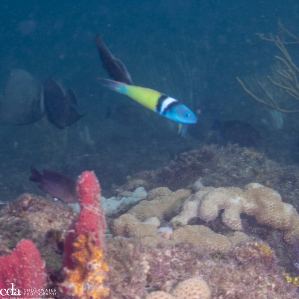 Bluehead Wrasse