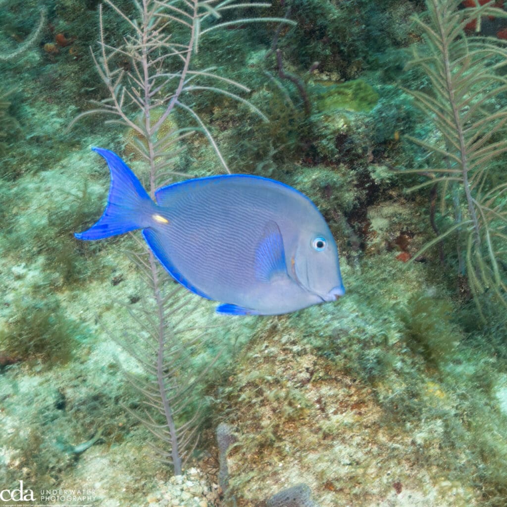 Atlantic Blue Tang
