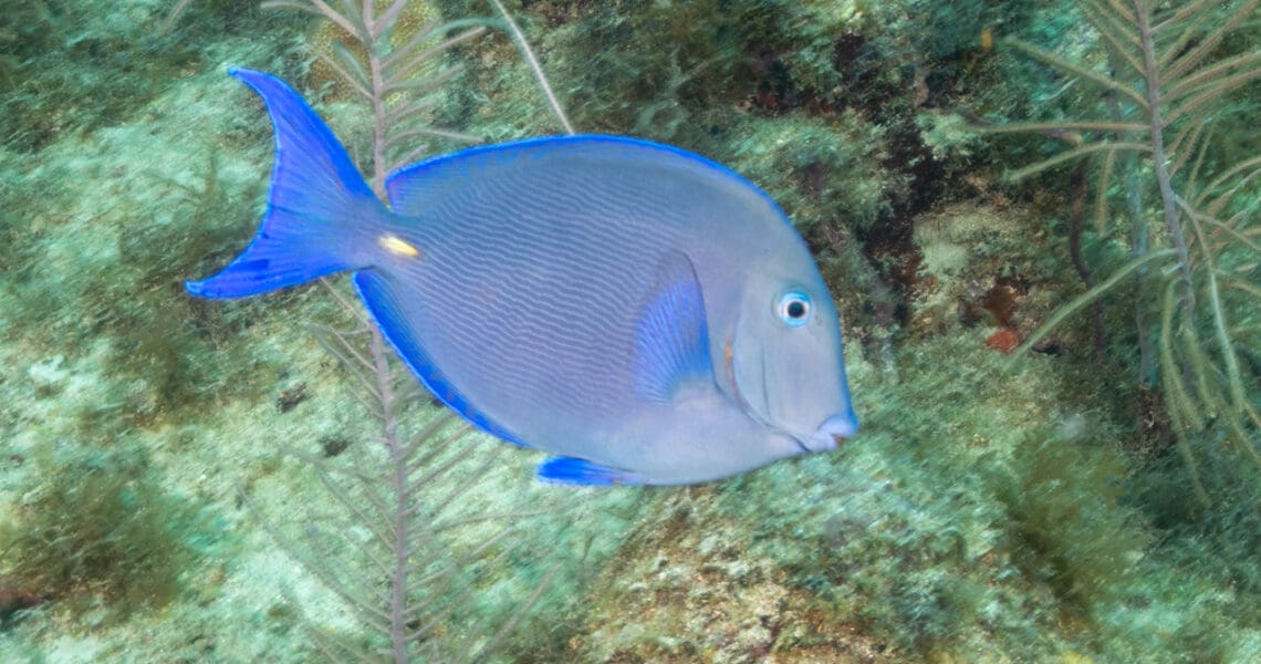Atlantic Blue Tang