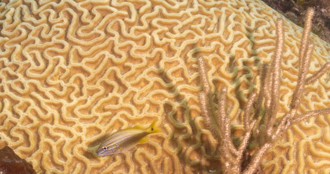 Symmetrical Brain Coral