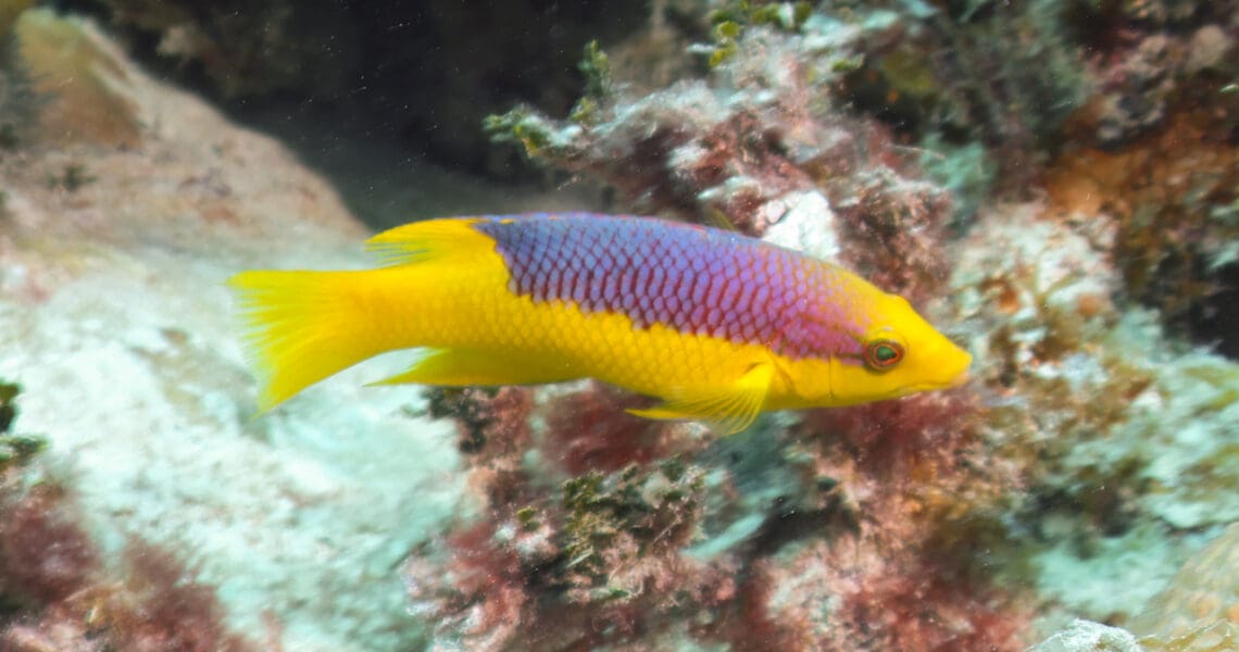 Spanish Hogfish