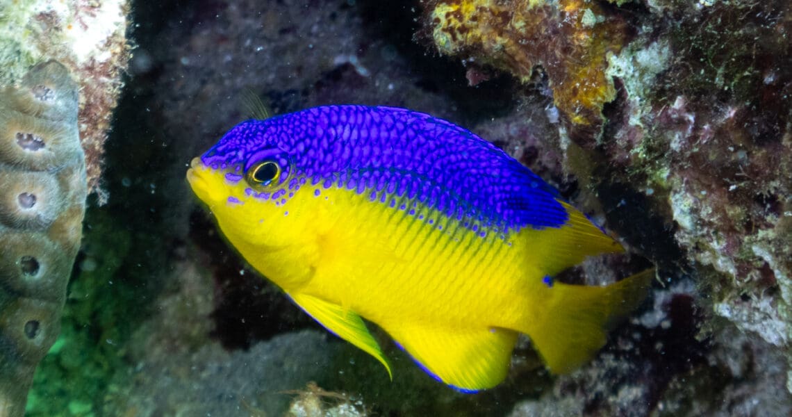 Cocoa Damselfish (juvenile)