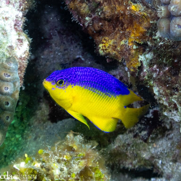 Cocoa Damselfish (juvenile)