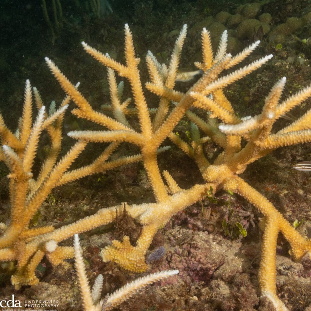Staghorn Coral