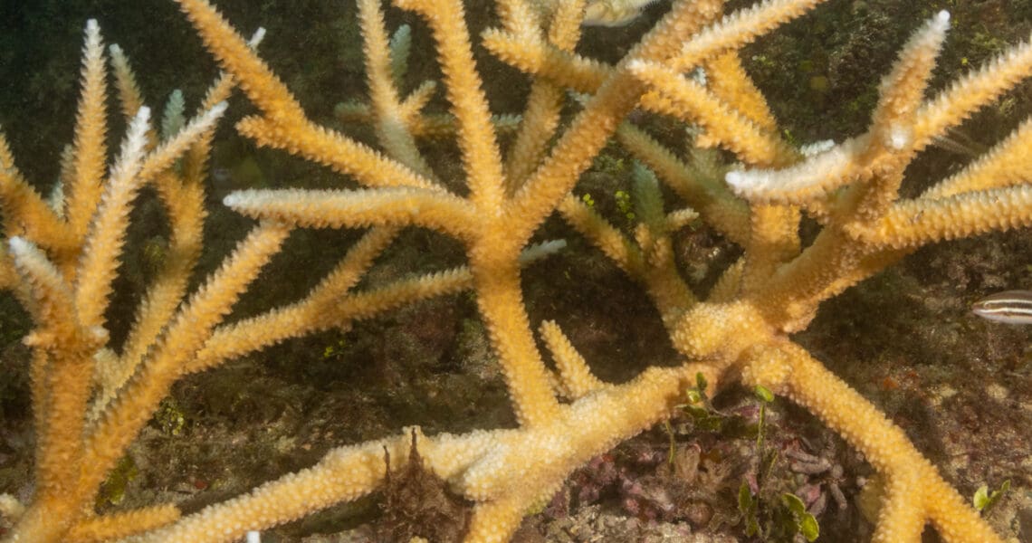 Staghorn Coral