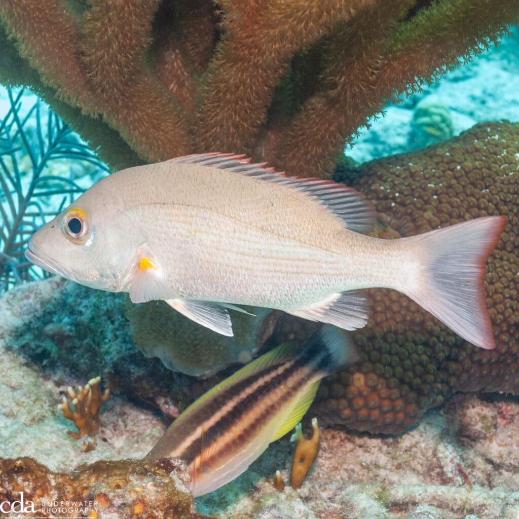 Mahogany Snapper