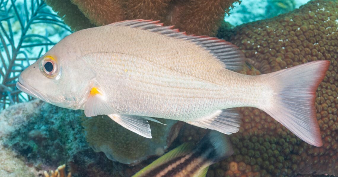 Mahogany Snapper
