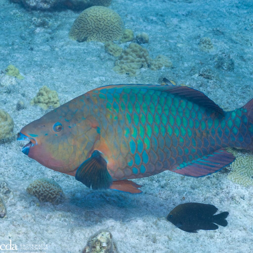 rainbow parrotfish