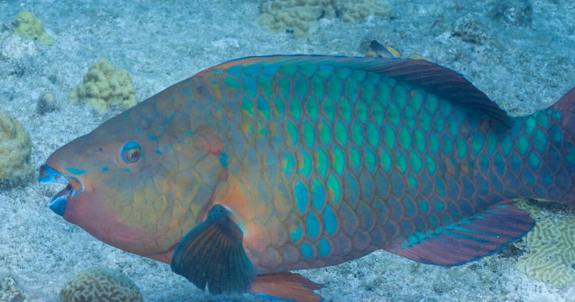 rainbow parrotfish