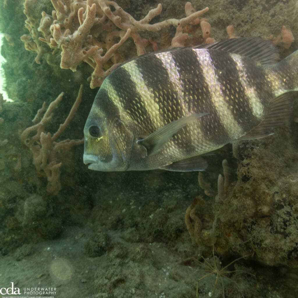sheepshead