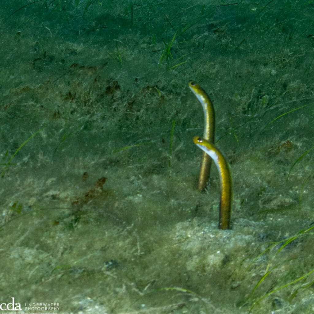 Yellow Garden Eels