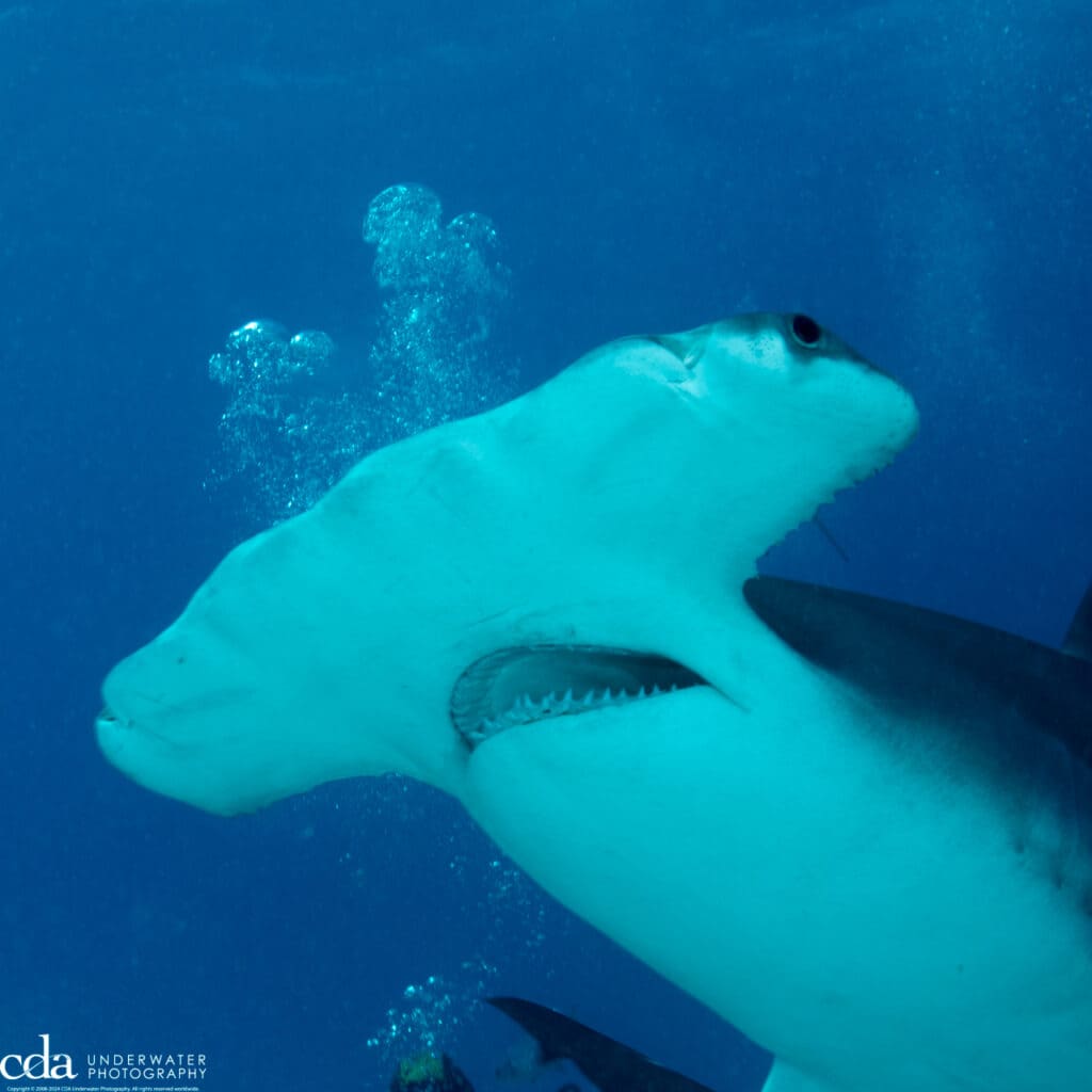 Great hammerhead