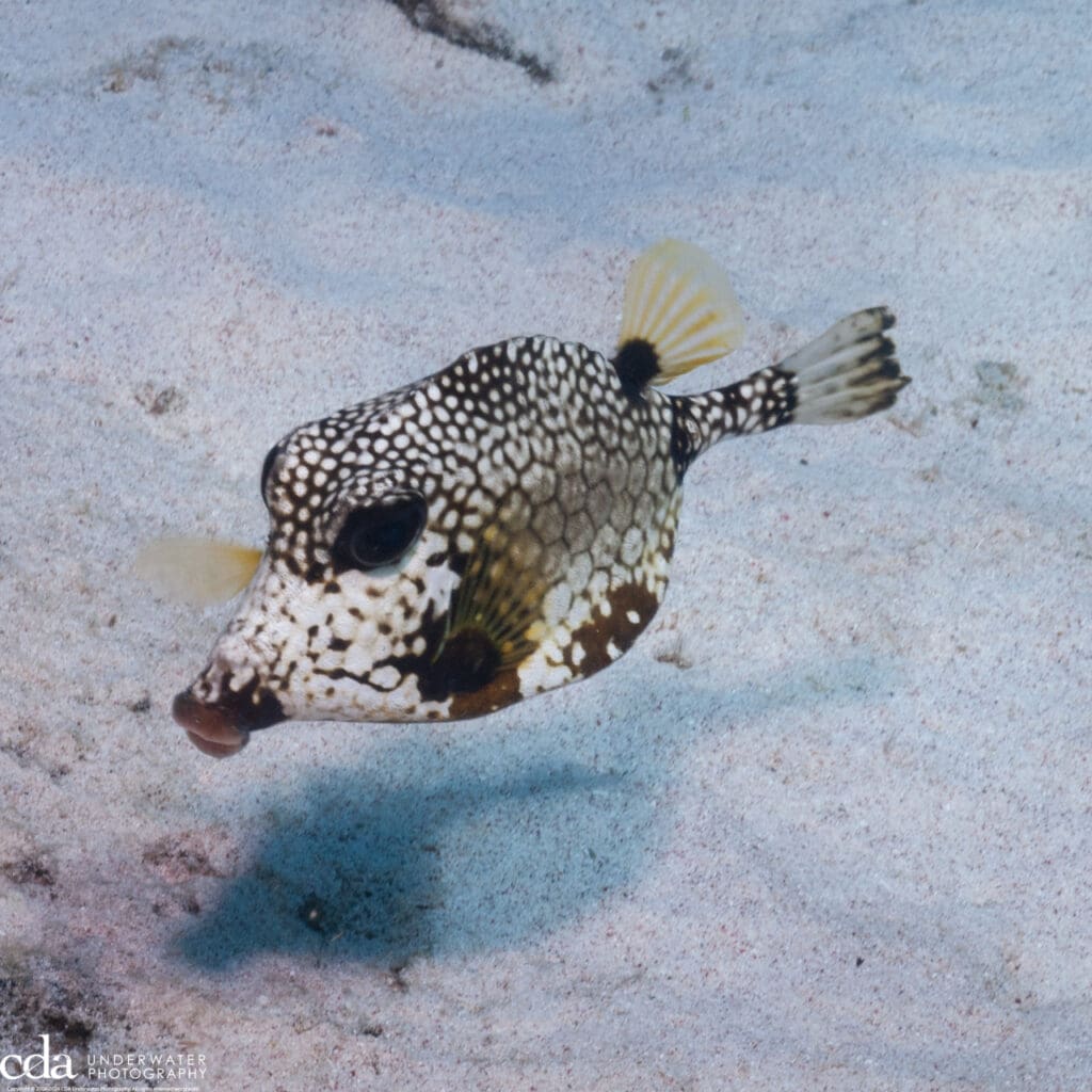 Honeycomb Cowfish