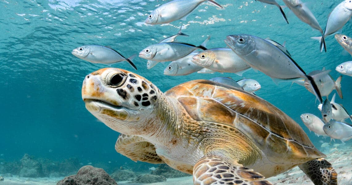 sea turtle with bar jacks