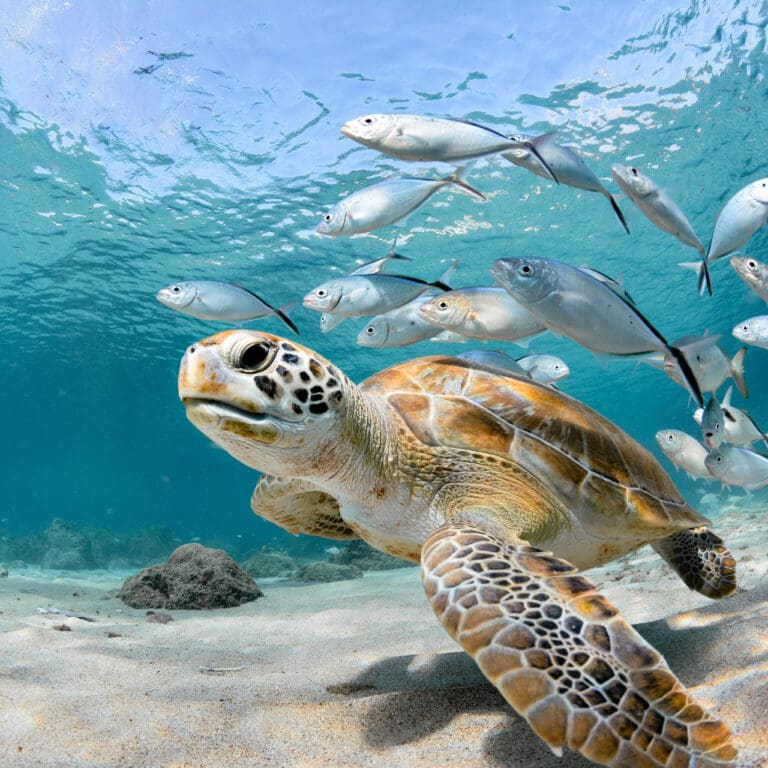 sea turtle with bar jacks