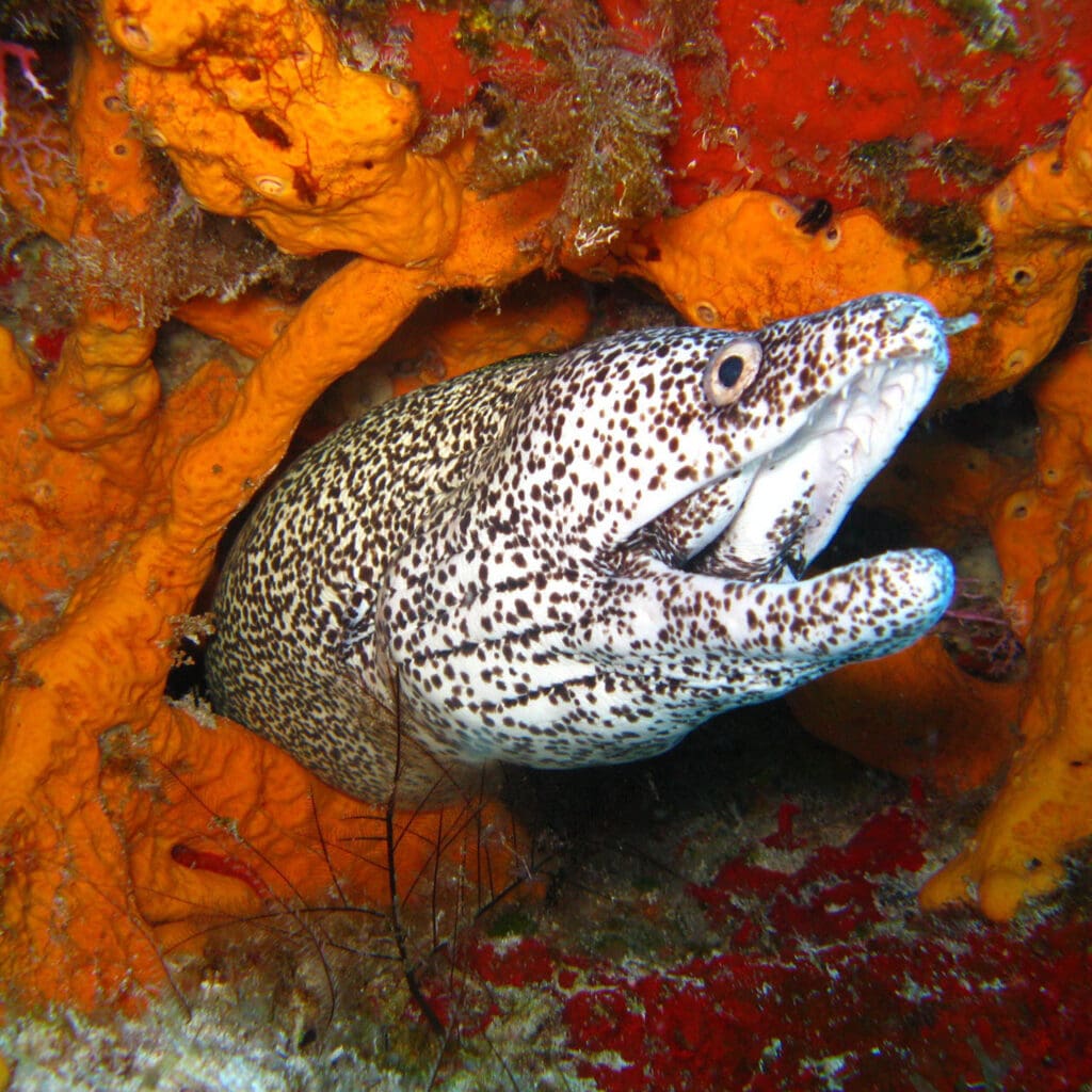 marine ecosystem awareness