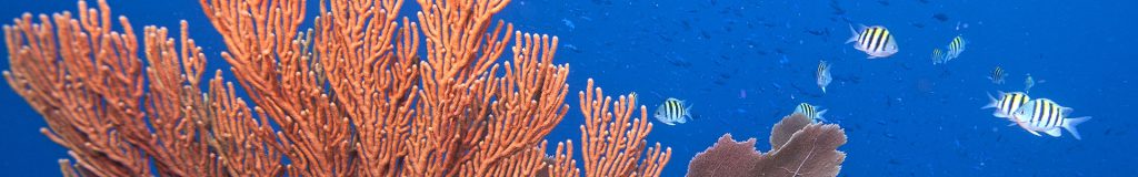 About Us Page Header