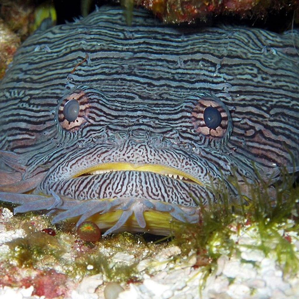 Splendid Toadfish