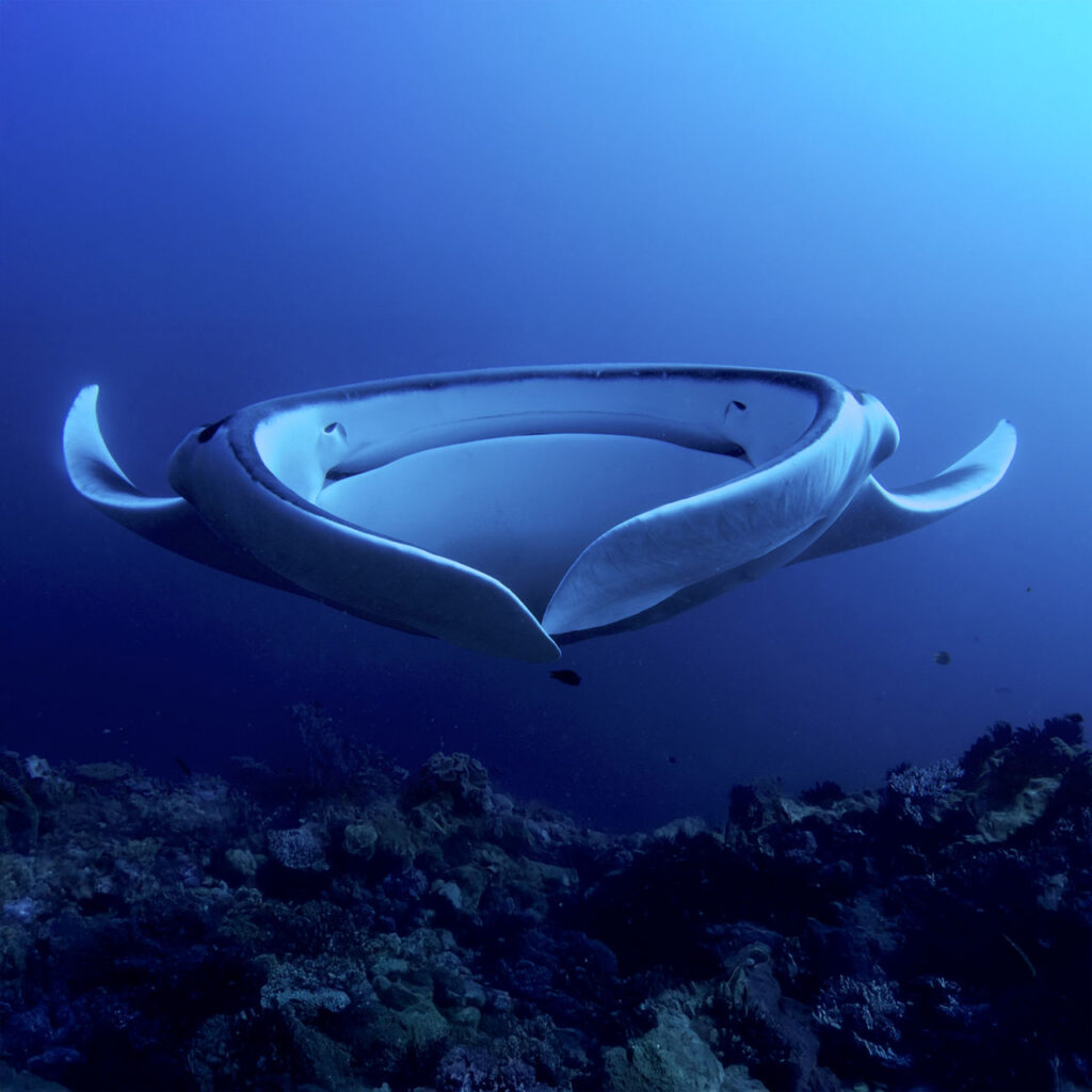 manta ray