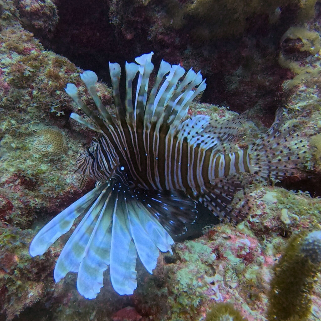 Lionfish