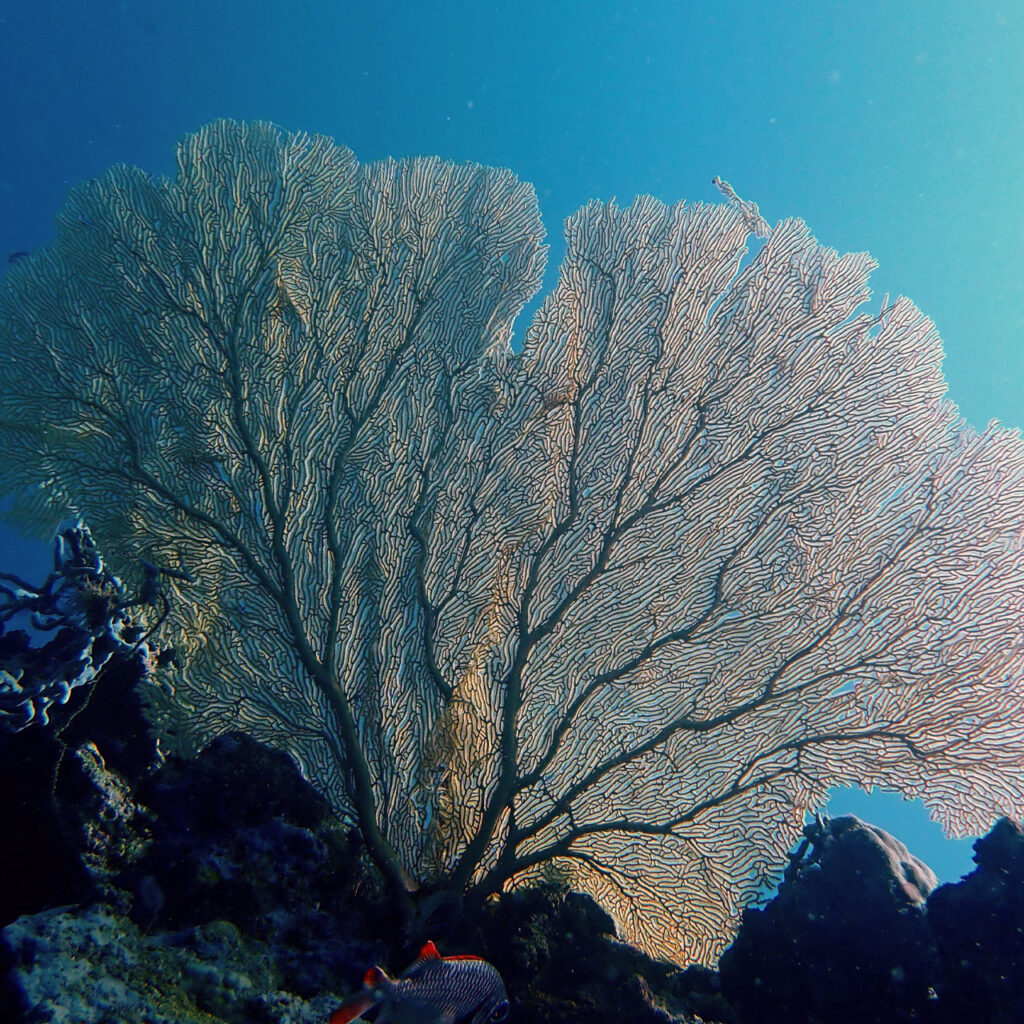 Sea Fan