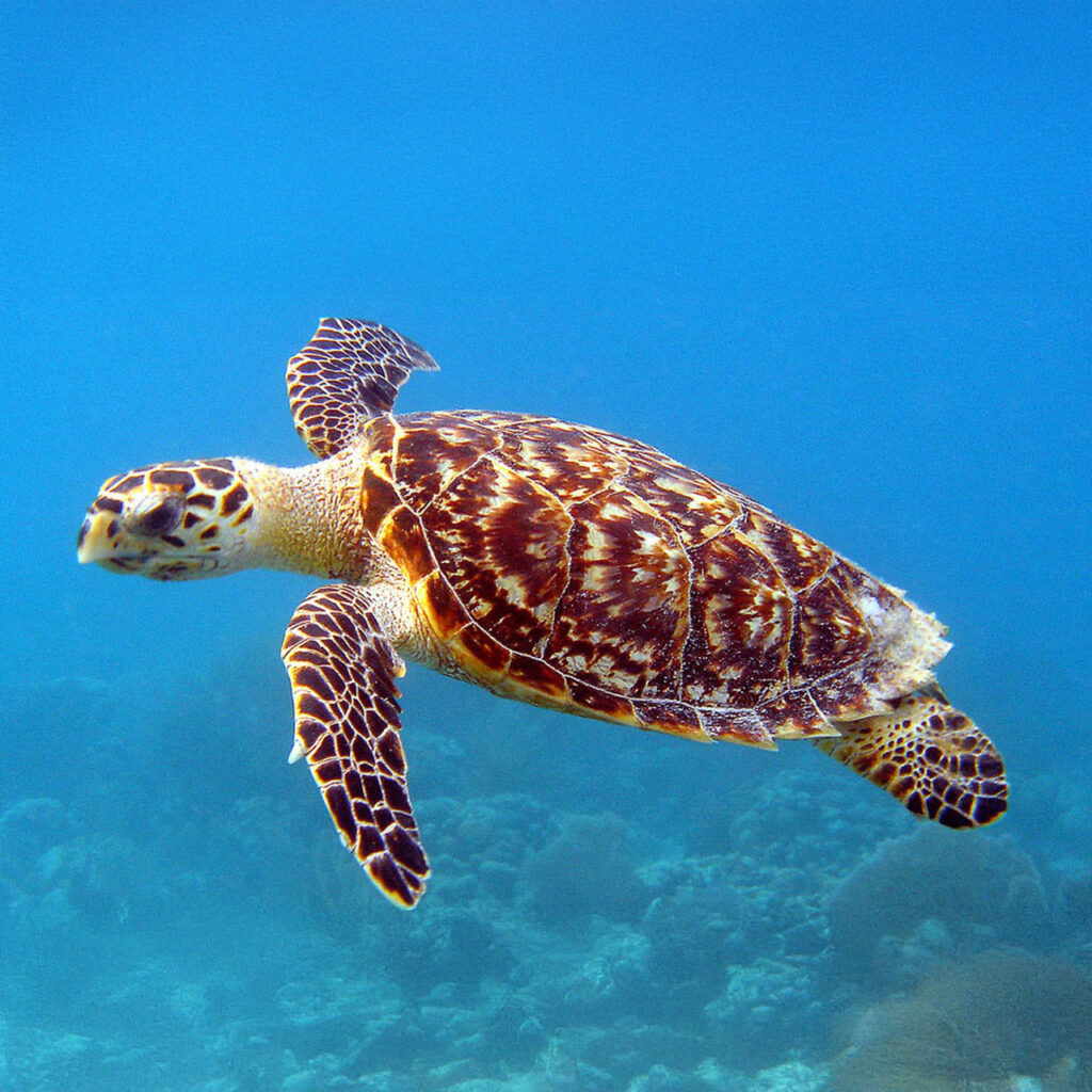 Hawksbill Sea Turtle
