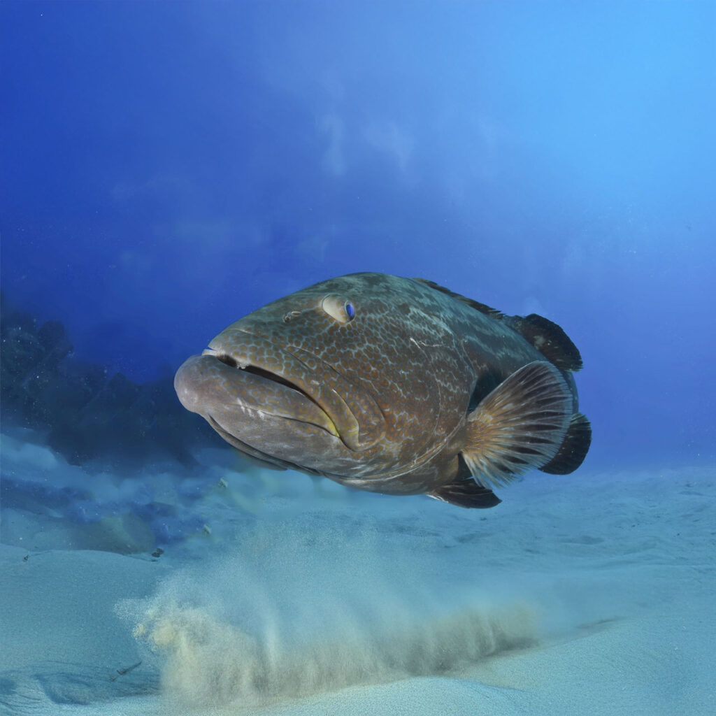 Black Grouper